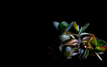 black background with flowers
