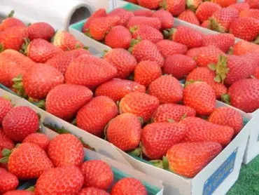 Basket of Strawberries Photo
