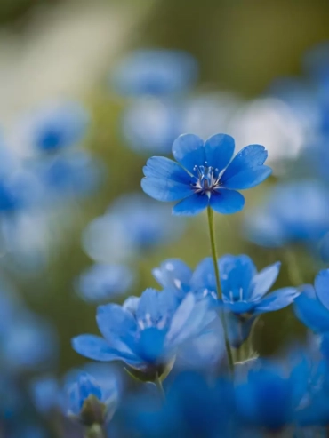 Blue Flowers