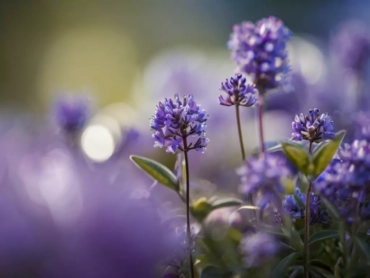 Purple Flowers