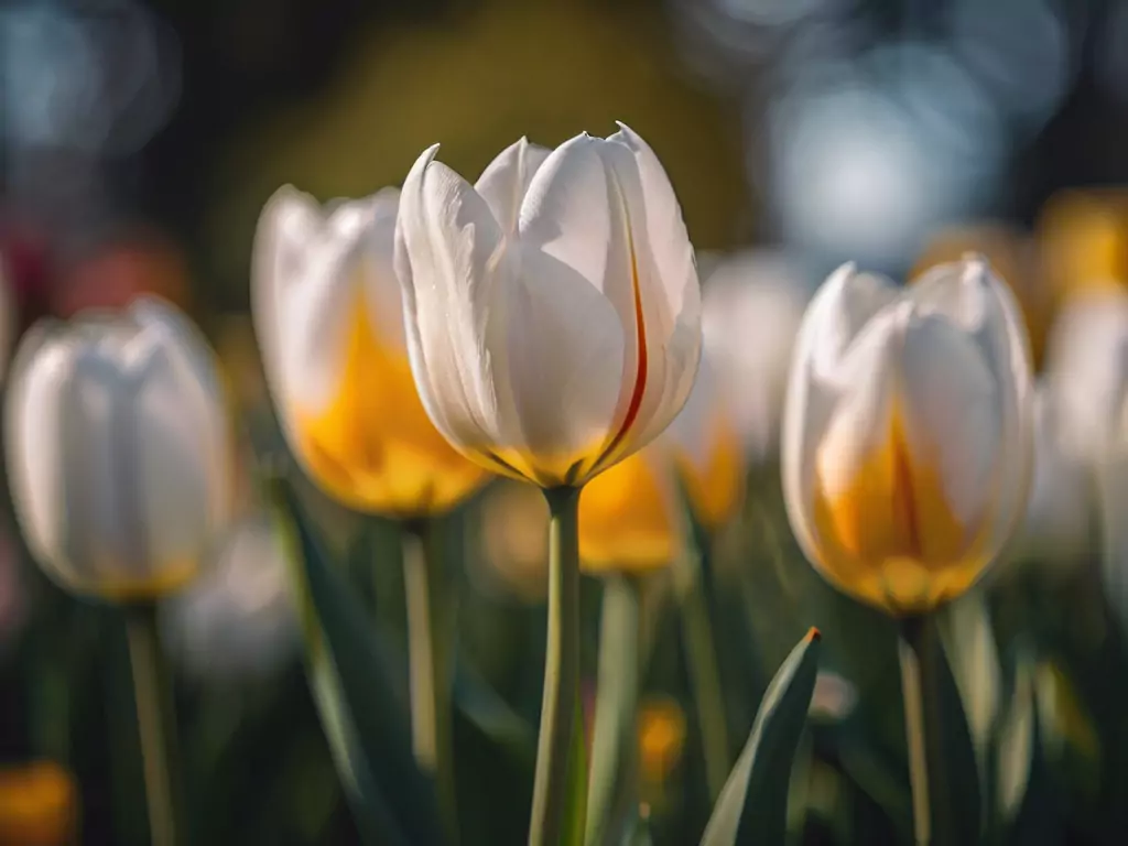 Group of Tulip Flowers
