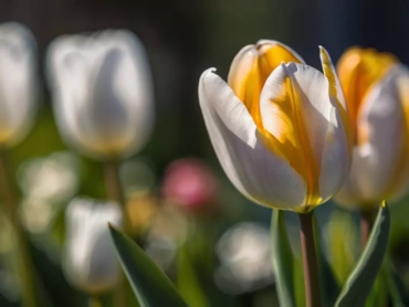 Tulip Flowers